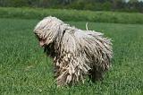 KOMONDOR 027